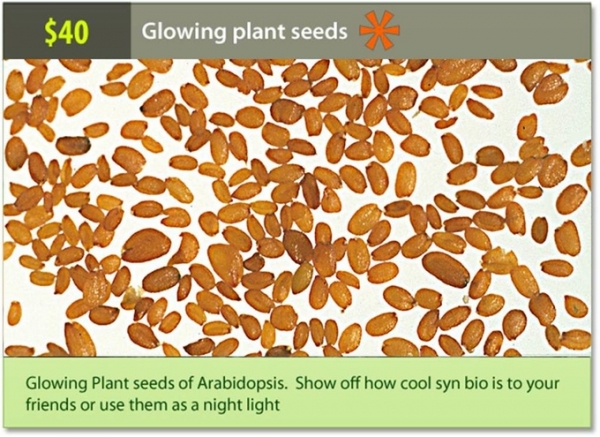 「奇酷」Glowing Plant，KS开卖发光植物