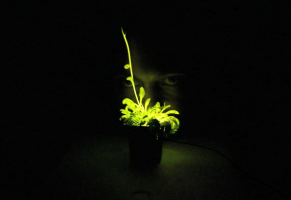 「奇酷」Glowing Plant，KS开卖发光植物